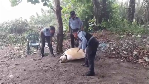 Endangered sea turtle helped back into the ocean in Honduras