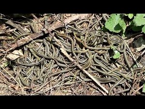 Red-sided Garter Snake - breeding ball