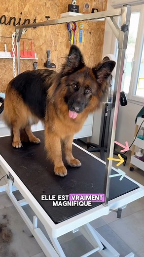 Mon 3e berger allemand en 10ans ! #toilettagecanin #nimes #toilettage #lesciseauxcanins #petlovers #grooming #bergerallemand | Les Ciseaux Canins