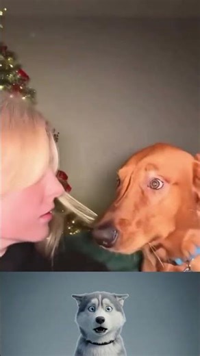 “Husky Reacts to Dog Biting Girl’s Hair 😳🐶”