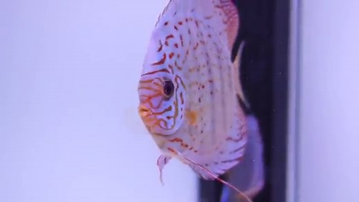 Cobalt Blue Discus Spawning