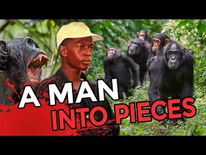 These DEADLY Escaped Chimps Ripped Man into Pieces