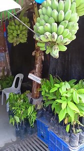 OFFICIAL LAUNCHING OF KADIWA SA PINAMUNGAJAN. Local produce from our farmers' associations are on display along Santa Monica Road (beside our public market) from April 23-May 5. Let's buy local! Let's promote local! | Turismo Sa Pinamungajan / Public Information Office