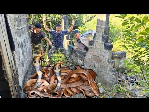 Brave Expert Rescues Man from a Cobra