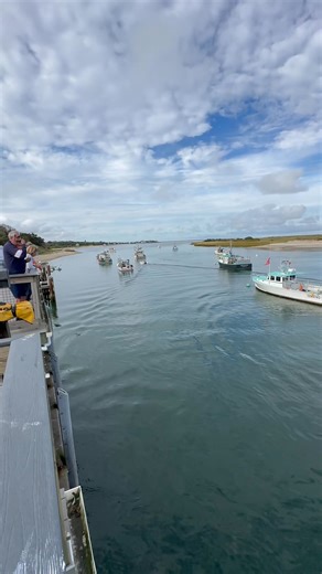 Seals @ The Chatham Fish Pier - Cape Cod - Video by: Mark TR Filteau @ Cape Cod, Massachusetts #capecod | Cape Cod, Massachusetts
