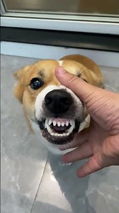 I've heard that pets start to resemble their owners more and more over time. #cutedog #pets #funny