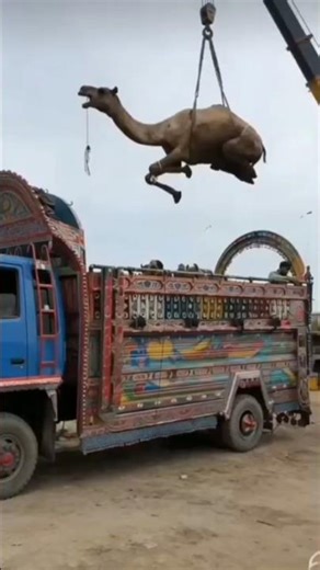 Loading a camel into a vehicle with the help of a crane at a camel market