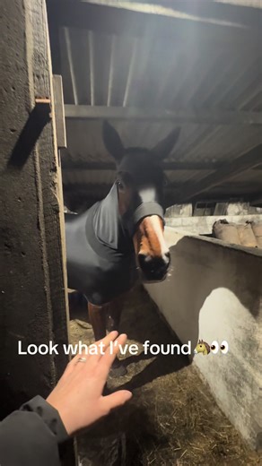 Affordable Equestrian Snuggie Hood Dupe for Horse Care