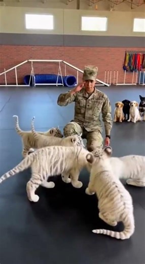 Tiger Cubs & Puppies: An Unlikely Training Team! #AnimalTraining #WhiteTiger #PuppyDiscipline
