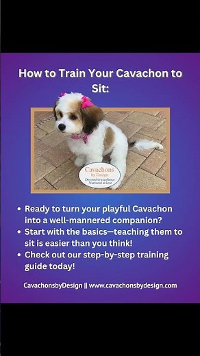 Teach Your Cavachon to Sit: Easy Tips for New Puppy Parents #DogTraining #CavachonCare