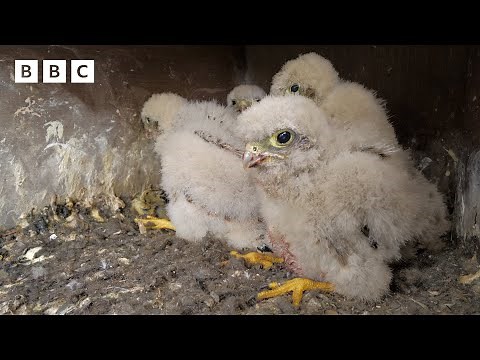 🔴 LIVE wildlife cameras 🐣 9 June 🌺 BBC Springwatch 2024
