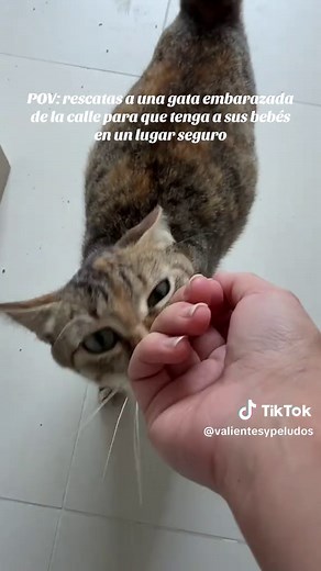Rescatando una gata embarazada: ¡Los bebés ya nacieron!