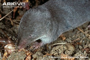 Southern short tailed shrew - Alchetron, the free social encyclopedia