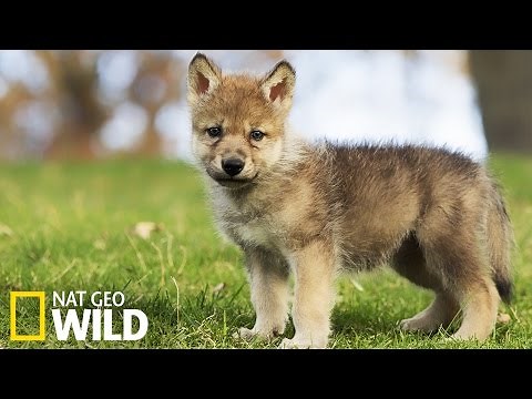 Baby Wolf - Destination Wild