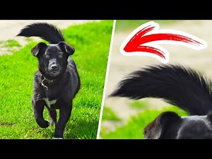 When Your Dog's Tail Turns to the Left, Run Away With Your Pet