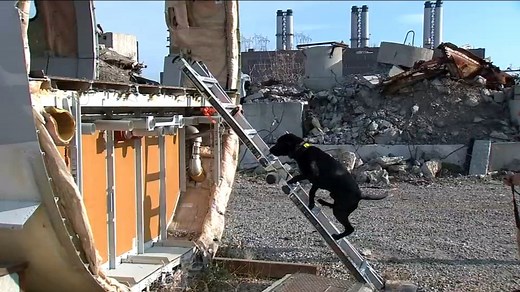 FDNY shows off 6 members of K-9 unit