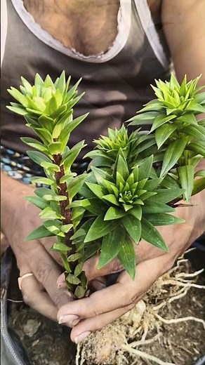 🌈 Have you planted this plant this winter? #gardening #lilium #wintergarden #flowers #ytshorts