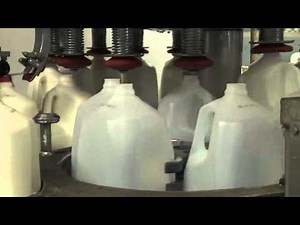 Where does milk come from?