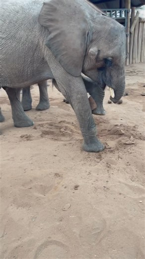 422K views · 18K reactions | Who needs a long trunk when you’ve got...