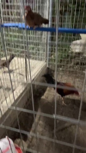 Ramon Bong Revilla, Jr. on Reels