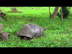 Mating Galápagos Giant Tortoises