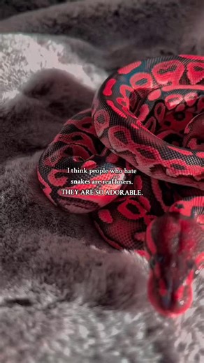 Adorable Snakes: A Look at Ball Pythons