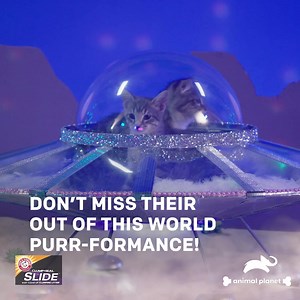 Are these kittens ready to take the field with DJ Whiskers and Kitty Halftime's star? See all the smooth moves and purr-fectly imperfect moments. Watch #PuppyBowl Sunday, Feb 12 at 2p ET/11a PT on Animal Planet. | Puppy Bowl