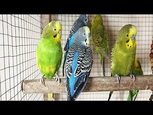 12 Hour Bird Watching of Parakeet Budgies Birds, Observe Nature Birds, Reduce Stress