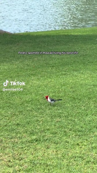 Discovering Carnival and Luaus in Hawaii