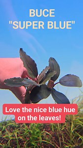 1.4K views | Bucephalandra super blue! New stock! Usually, we do not get plants with blue hue on their leaves! It will be a fantastic addition to any aquascape tank! #underwaterplants #dutchstyle #aquascape #aquascapesg #aquaticplants #iwagumi #freshwateraquarium #plantedaquarium | East Ocean Aquatic Trading Centre | Facebook
