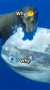 The worst fish in the world 😬 #animals #nature #fish #fishing #beach #ocean #science #reels #facts | Marc Joseph