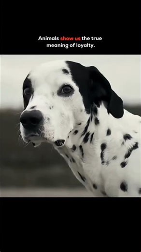 ANIMAL SO LOYAL"NO COPY RIGHT 👍🏻👍🏻👍🏻
