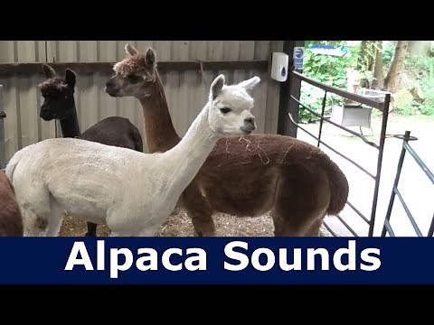 Alpaca Sounds ~ Alpaca Hum Sound ~ Alpaca Noise ~ Alpaca Humming Sounds
