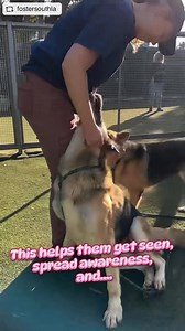 1.9K views · 61 reactions | Have you ever thought about fostering a...