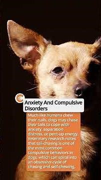 Why Dogs Chase Their Tails And What It Really Means