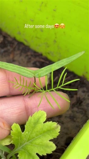 Cypress vine plant 🌱 grow from seeds#gardening