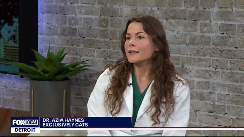 Vet Check: Questions from Cat Owners