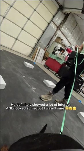 AKC Scent Work = PASS