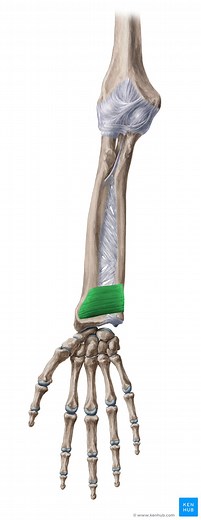 Musculus pronator quadratus