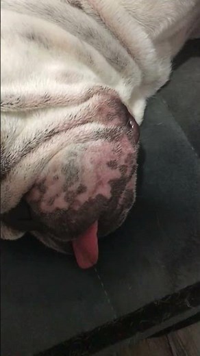 Bulldog’s Lips Tremble Along with Her Snores || ViralHog