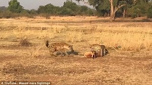 The leopard catches and knocks down the antelope, but could not "taste" it - it is forced to leave by a hyena (Video)