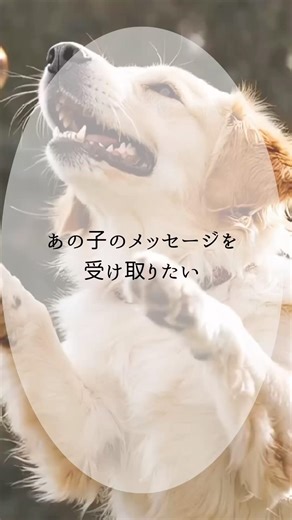 [Pets in Heaven] What are their messages? #animalcommunication #animalcommunicator #spiritualheal...