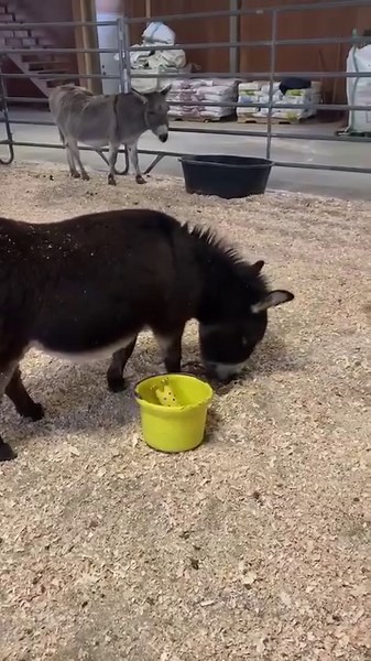 30K views · 2.3K reactions | Tiny Tim is famous for stealing the grooms tools and untying donkeys while they are having their hooves cleaned. Nicki one of our staff decided to try giving Tiny Tim his own toy bucket. It kept Tiny Tim busy until it was his turn to get his hooves cleaned. Donkeys you just gotta love them. www.turtlevalleydonkeyrefuge.com/ | Turtle Valley Donkey Refuge Society | Facebook