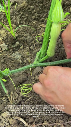 Must-know pumpkin growing trick 🎃