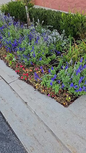 26 reactions · 6 comments | Ever wonder how we get those beautiful spring tulips here in holland? It starts in the fall. Check out this 1,500 bulb project team members Abigail and Heather worked on recently. It’s going to be a beautiful spring  : Abigail Anderson | Landscape Design Services | Facebook