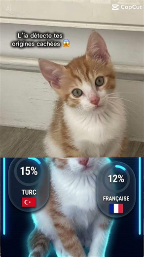 L’origine de mon chat