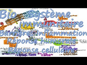Système immunitaire : fonctionnement
