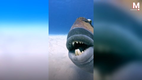 Giant triggerfish gives diver an angry grin