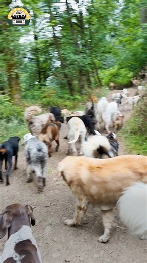 How the pack helps dogs with a prey drive ❤️ | The Asher House