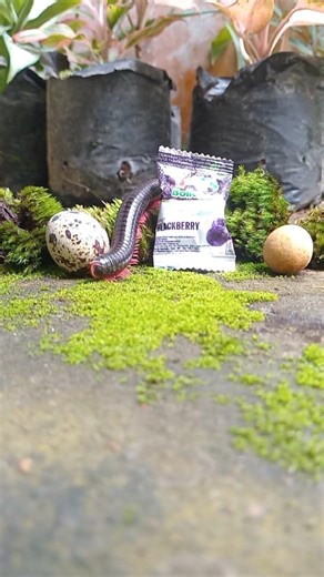 mini yupy & millipedes #shortvideo #viralvideo #millipedes